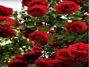 Roses_21-7-20