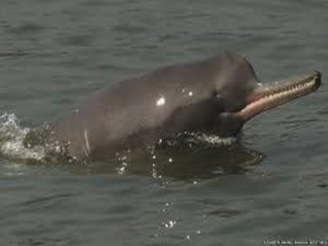 Gangetic dolphin_july8_ioHc1qg