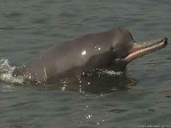 Gangetic dolphin_july8_ioHc1qg