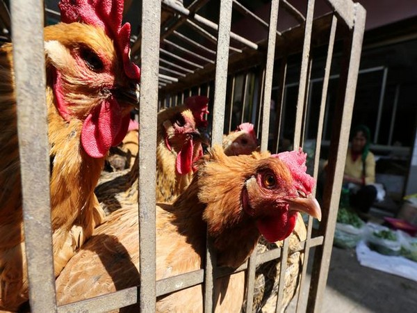 FILE PHOTO: Chickens are seen at a livestock market before the market asked to stop trading on March 1 in prevention of bird flu transmission, in Kunming