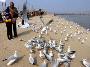 Devotees feed Siberian migratory bird on the bank of river Ganga