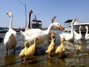 Australian ducks with ducklings at the banks of Upper Lake at Boat Club