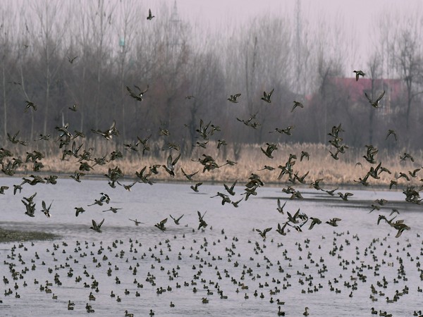 Migratory birds seen flying over Kashmir's wetland