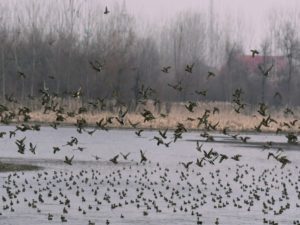 Migratory birds seen flying over Kashmir's wetland