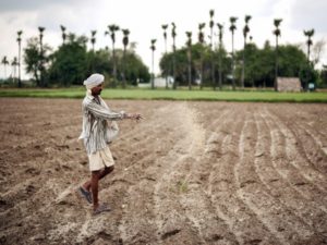 A farmer throws powdered fertilizer at a paddy field