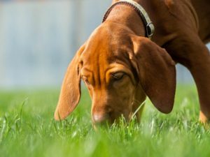 Puppy, Vizsla, Hound, Dog, Animal, Cute, Playing