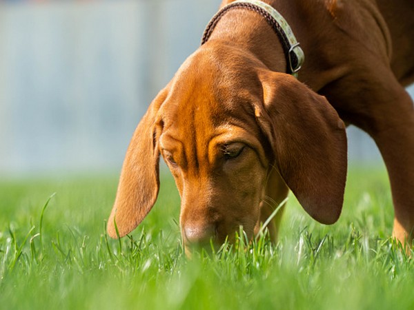 Puppy, Vizsla, Hound, Dog, Animal, Cute, Playing