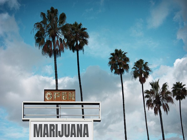 aged and worn marijuana sign with palm trees