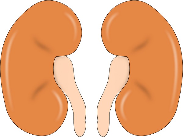 kidney-147499_1280_ehD5rUc_tQaX7LD_hkakeMe