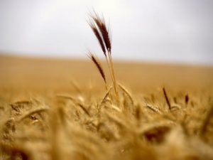 Wheat stands in a paddock located on the outskirts of the South Australian town of Jamestown