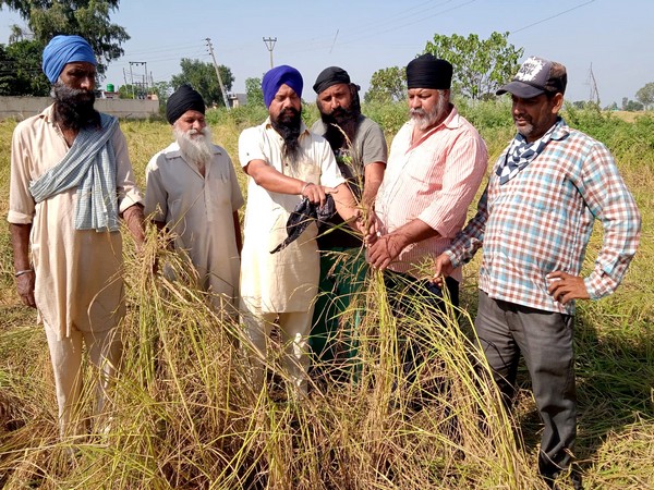 Farmers of Basmati rice show damaged crops due to a massive hailstorm