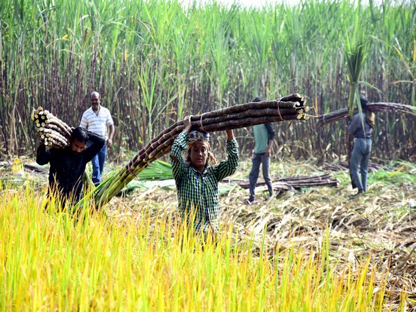 Farmers carry sugarcanes in a field during the Chatth Puja