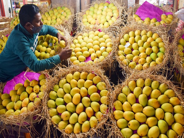 Alphonso mango seller adjust mangoes