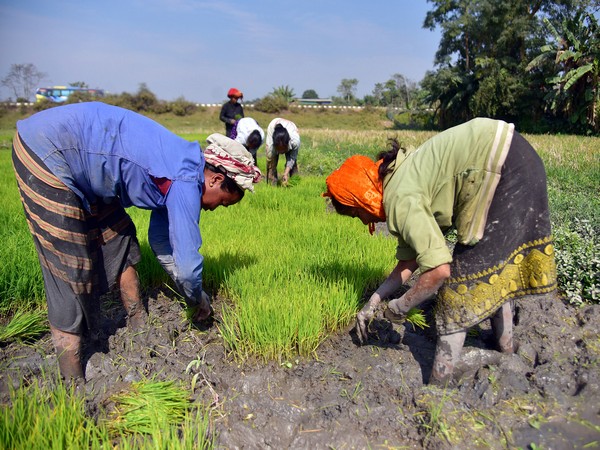 Farmers pull out paddy saplings before transplanting them in a field