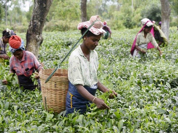 Women workers pluck tea leaves at a tea estate