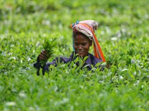 A worker plucks tea leaves at Kondoli Tea Garden