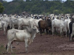 Cattle stand in pens where they arrived from different ranches in the Amazon basin before being trucked to a port for export overseas, in Moju