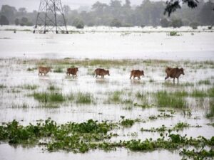 A herd of cattle wade through a flooded area following heavy rainfall